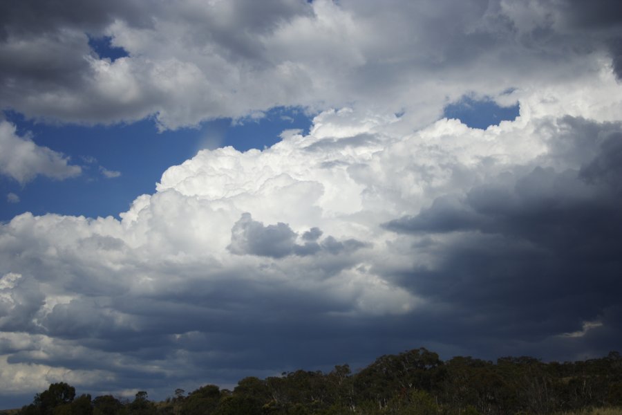 cumulus congestus : near Lake George, NSW   18 November 2007