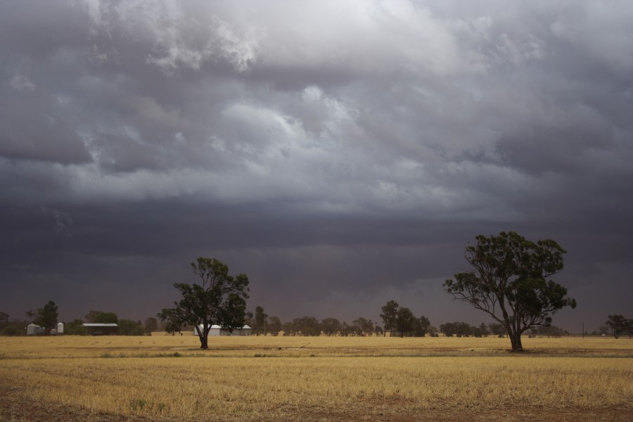 cumulonimbus thunderstorm_base : SW of Narromine, NSW   3 December 2007