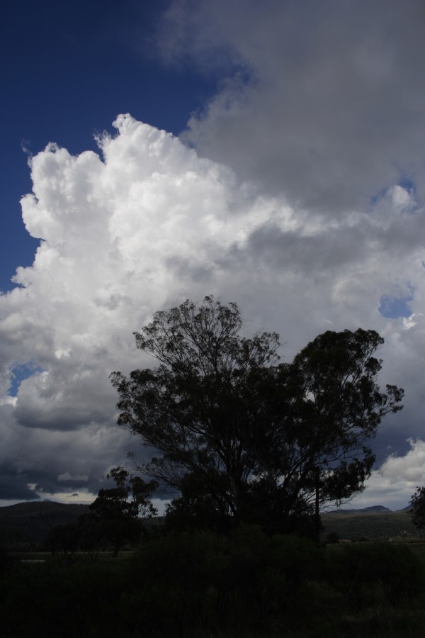 cumulus congestus : Warrumbungles, NSW   3 December 2007