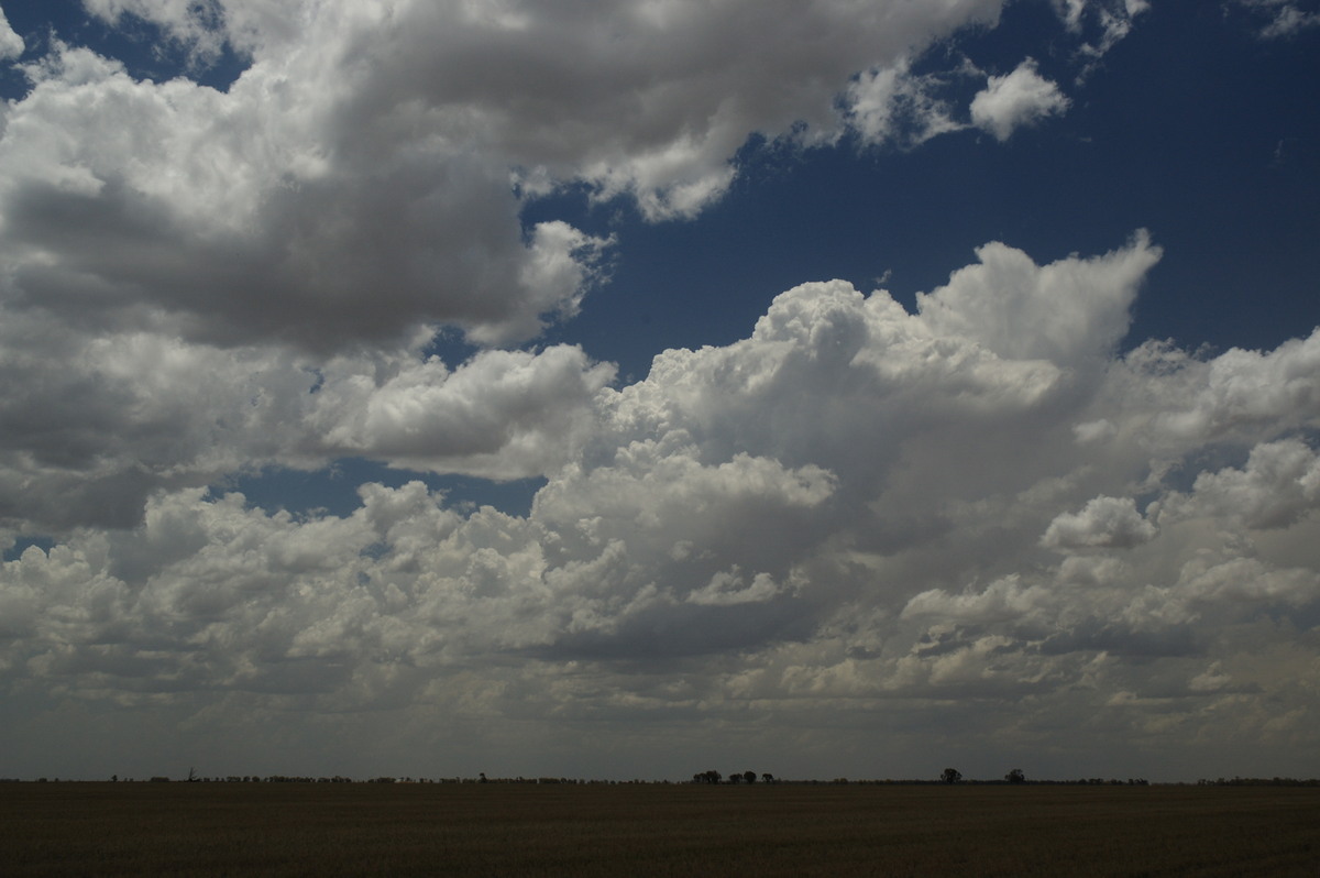 cumulus congestus : Coonamble, NSW   8 December 2007