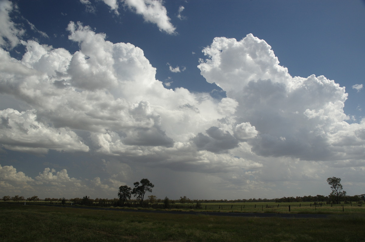 cumulus congestus : near Gulargambone, NSW   8 December 2007