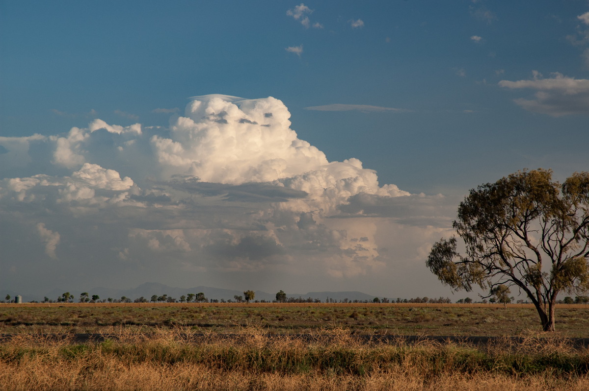 thunderstorm cumulonimbus_calvus : Coonamble, NSW   8 December 2007