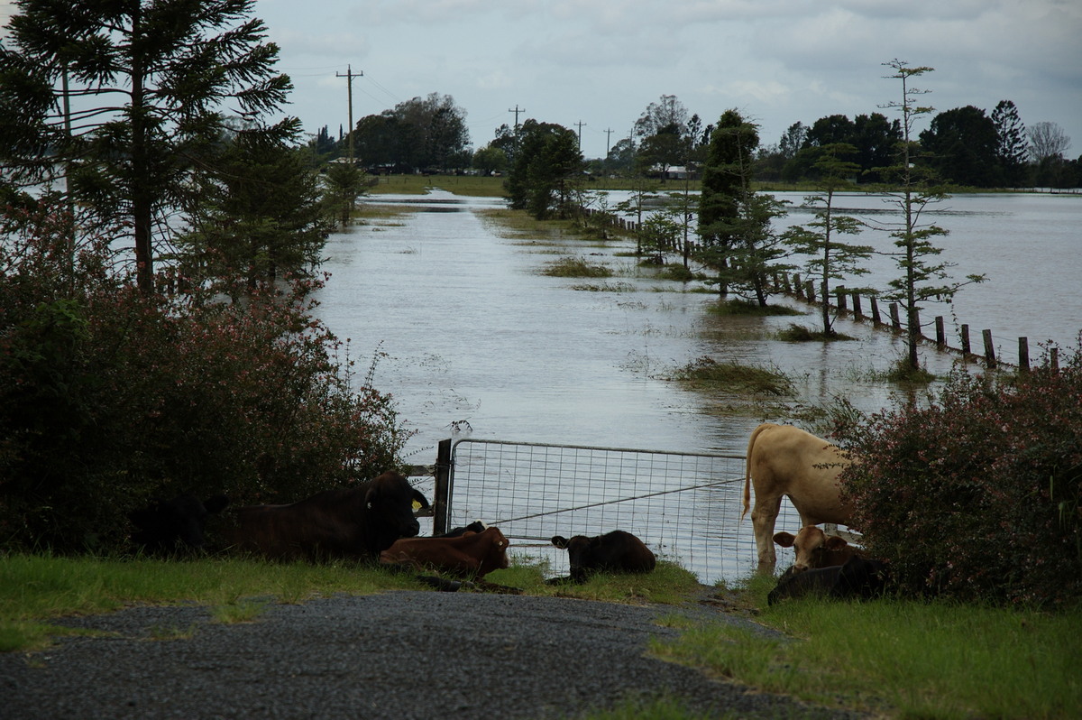 flashflooding flood_pictures : Clovass, NSW   6 January 2008