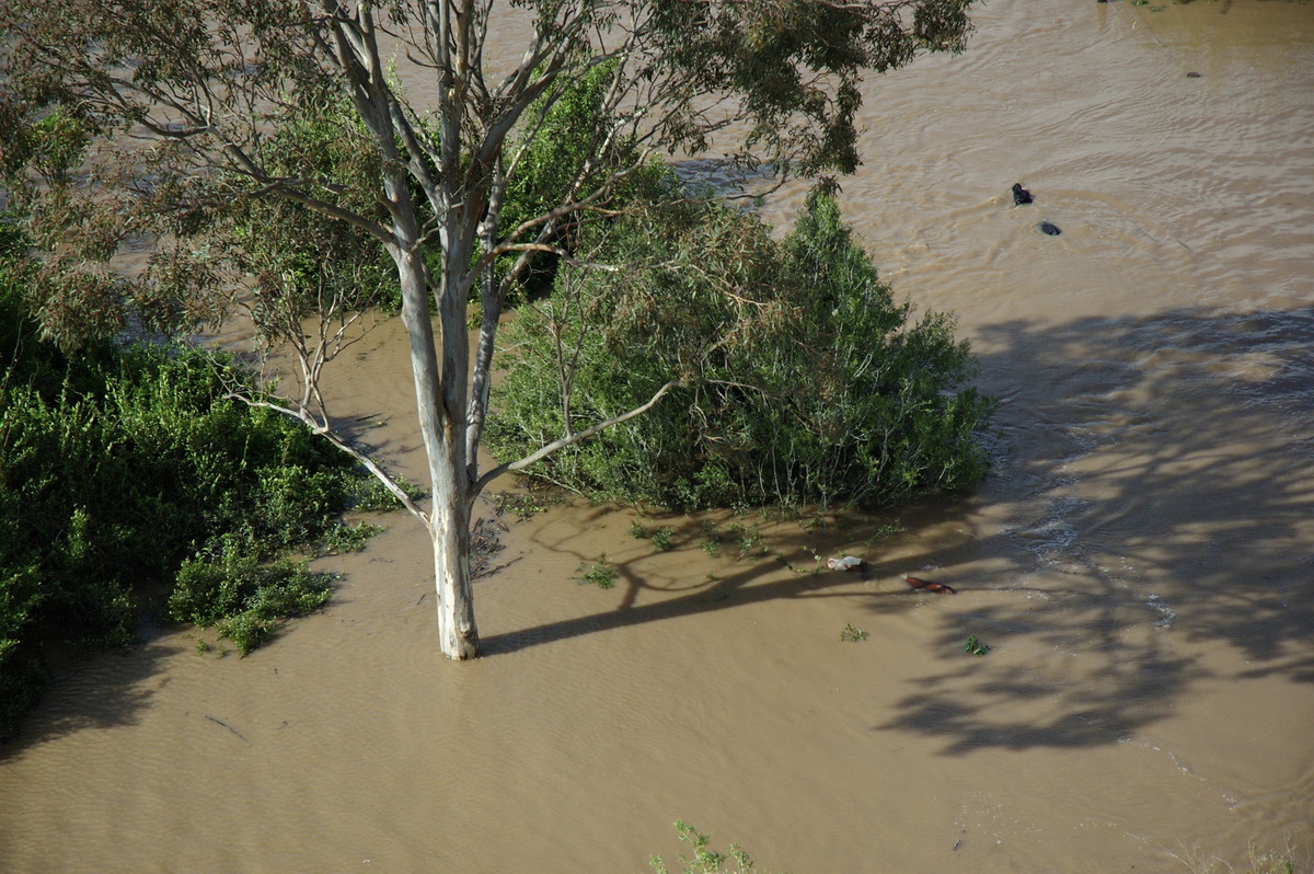 flashflooding flood_pictures : Coraki area, NSW   7 January 2008