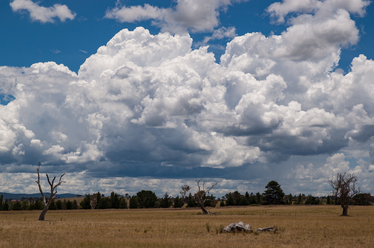 cumulus congestus : Deepwater, NSW   27 January 2008