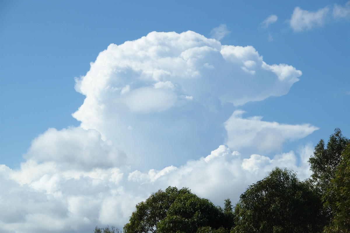 thunderstorm cumulonimbus_calvus : McLeans Ridges, NSW   11 May 2008