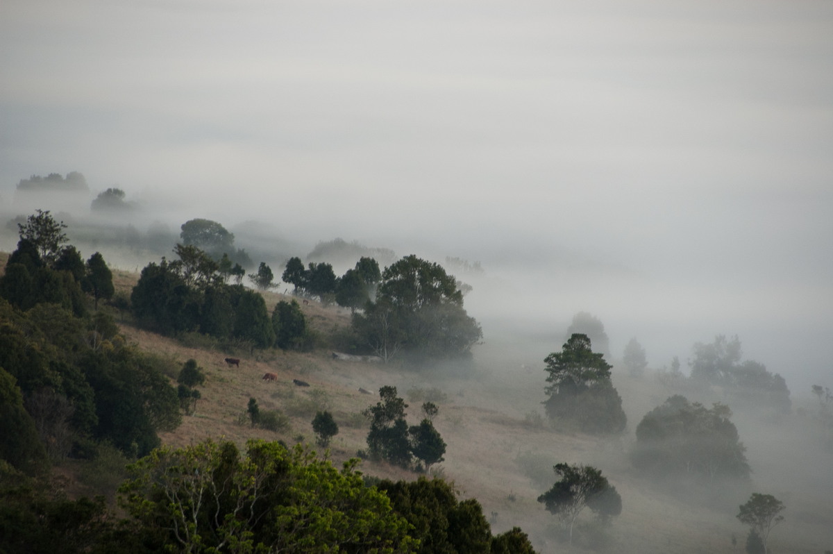 fogmist fog_mist_frost : McLeans Ridges, NSW   26 June 2008