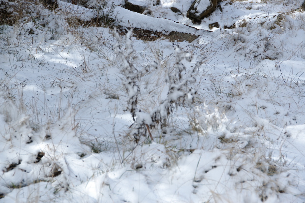 snow snow_pictures : Ben Lomond, NSW   28 July 2008