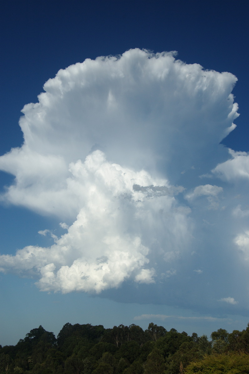 anvil thunderstorm_anvils : McLeans Ridges, NSW   19 December 2008