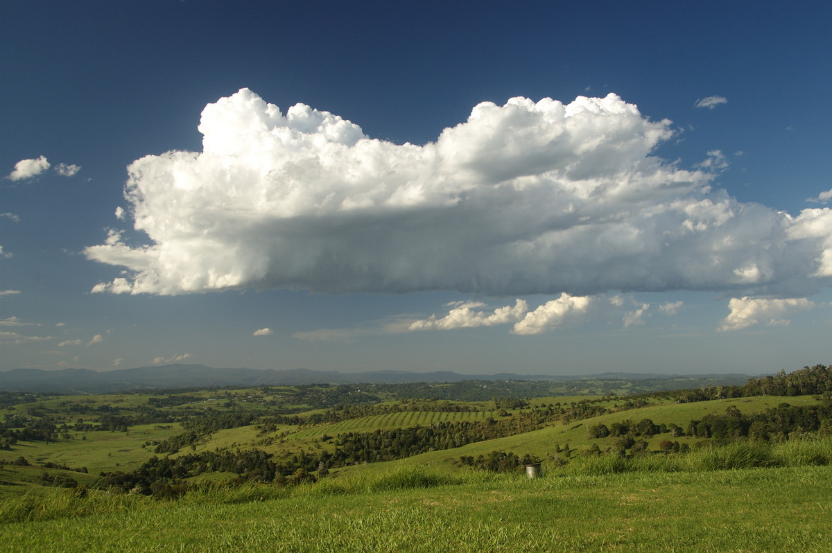 cumulus mediocris : McLeans Ridges, NSW   19 December 2008