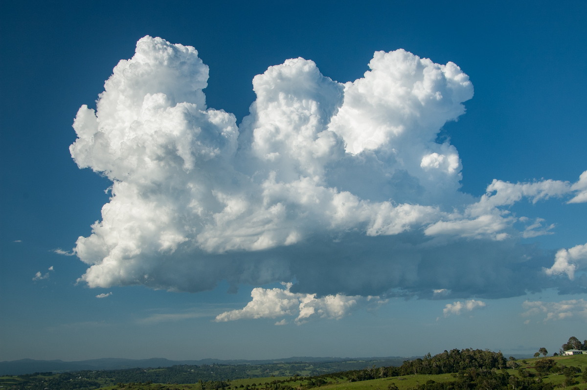 cumulus congestus : McLeans Ridges, NSW   19 December 2008