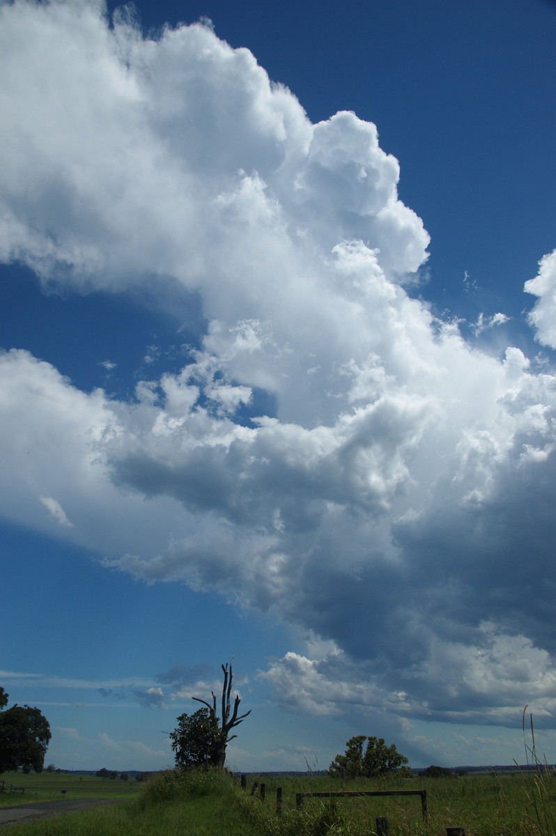 cumulus congestus : McKees Hill, NSW   30 December 2008