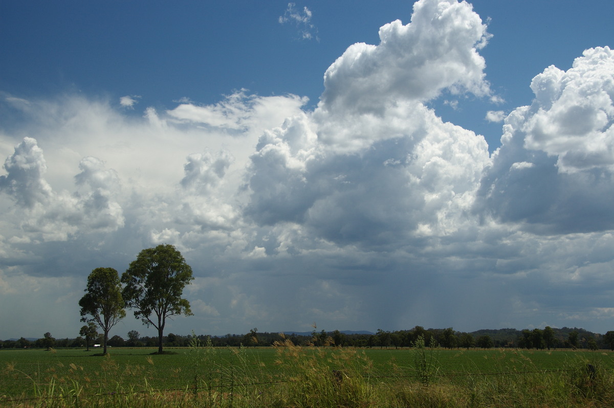 cumulus congestus : Shannon Brook, NSW   16 January 2009