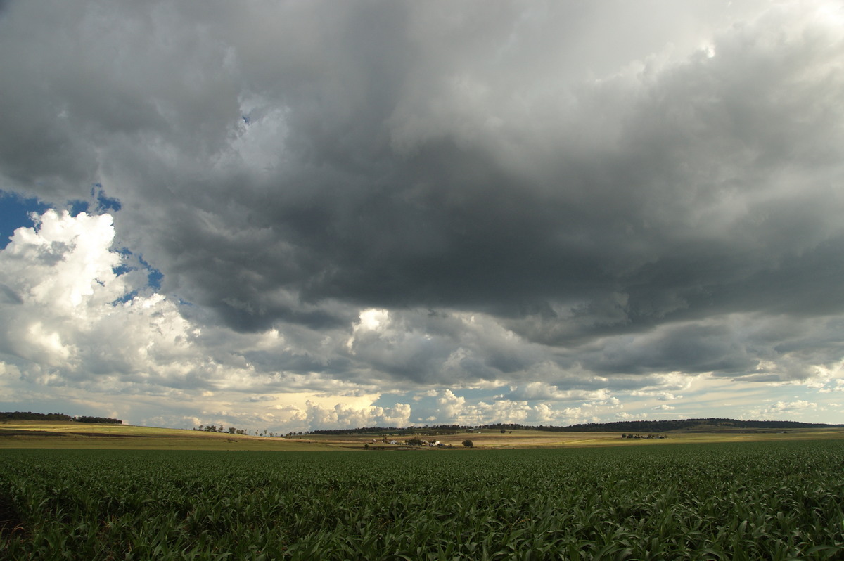 cumulus congestus : near Warwick, QLD   24 January 2009