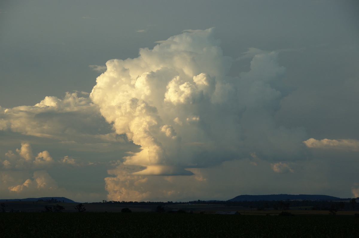 cumulus congestus : near Killarney, QLD   24 January 2009