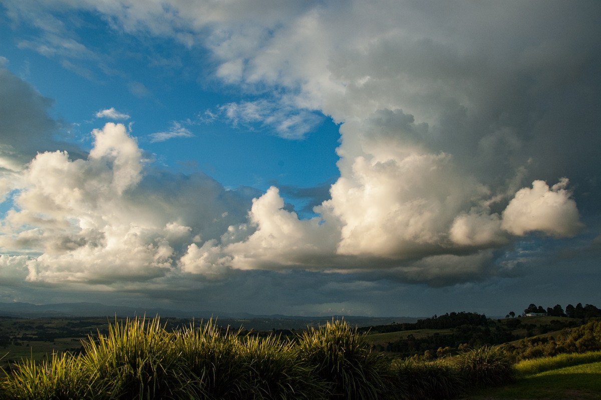 favourites michael_bath : McLeans Ridges, NSW   3 May 2009