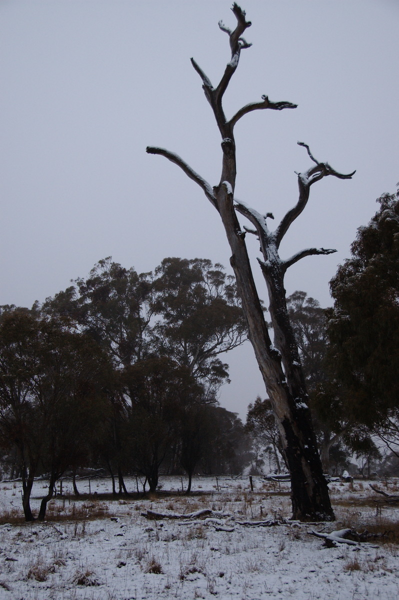 snow snow_pictures : Ben Lomond, NSW   16 July 2009