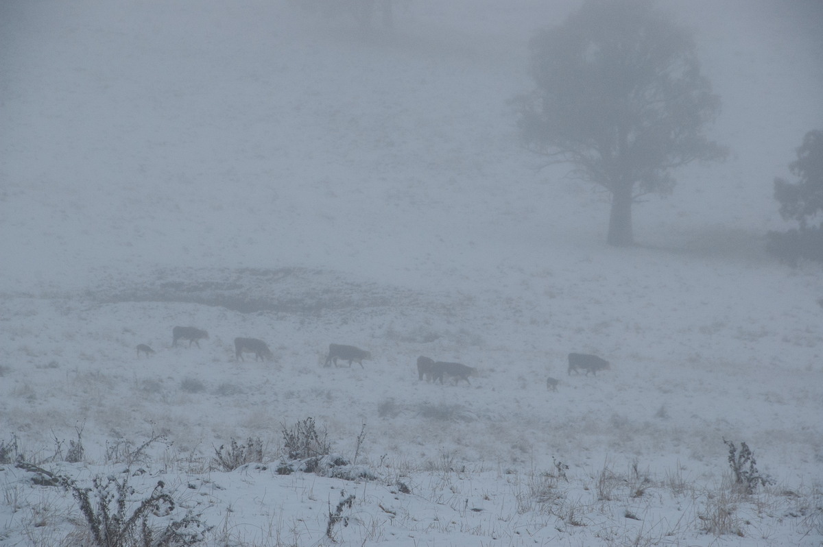 snow snow_pictures : Ben Lomond, NSW   16 July 2009