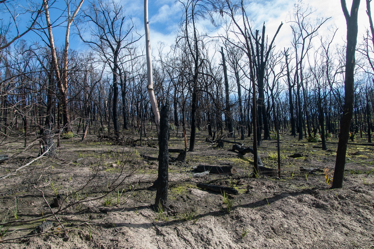 bushfire wild_fire : Strathewen, VIC   5 August 2009