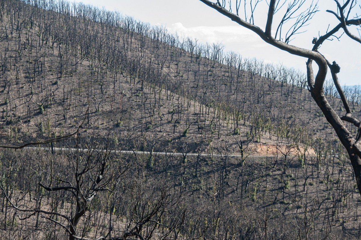 bushfire wild_fire : Kinglake, VIC   20 August 2009