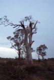 Damage Near Tuckurimba