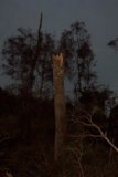 Damage Near Tuckurimba - Tree Snapped Completely Off