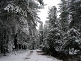 snow_pictures