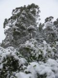 snow_pictures