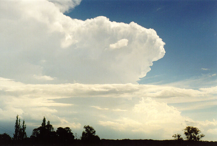 anvil thunderstorm_anvils : Camden, NSW   1 February 1998