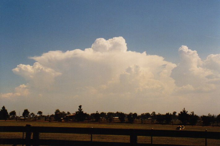 cumulus congestus : Luddenham, NSW   12 December 1998