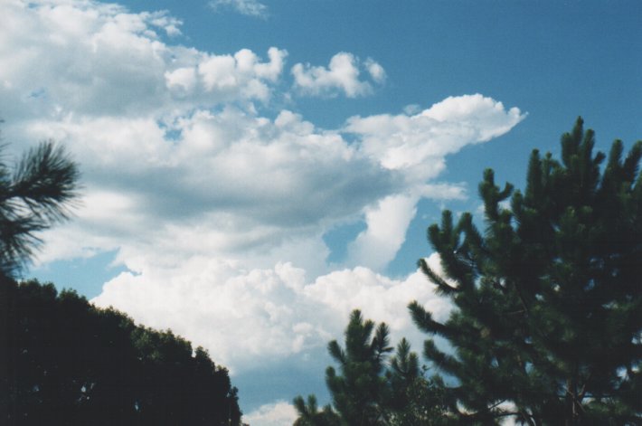 cumulus congestus : Wollongbar, NSW   5 January 2000