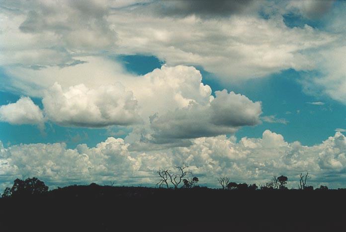 cumulus congestus : 10km W of Morven, Qld   20 November 2000