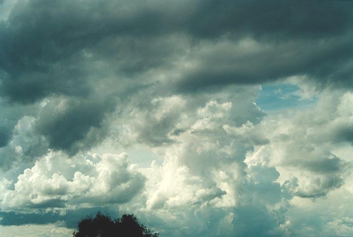 cumulus congestus : Tingha, NSW   4 December 2000