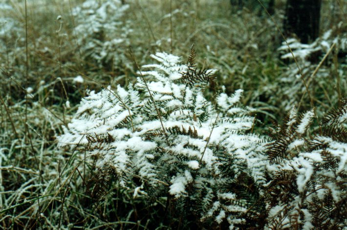 snow snow_pictures : Ben Lomond, NSW   8 July 2001