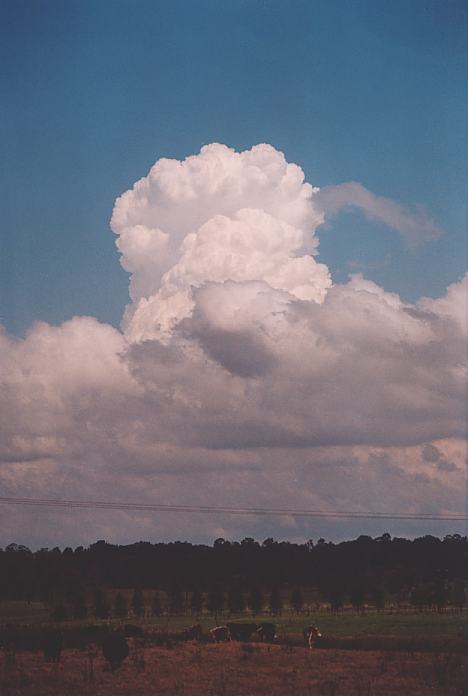 thunderstorm cumulonimbus_calvus : Morpeth, NSW   3 October 2001