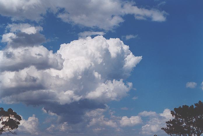 cumulus congestus : Schofields, NSW   7 December 2001