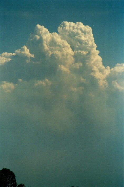 cumulus congestus : Lindendale, NSW   24 December 2001