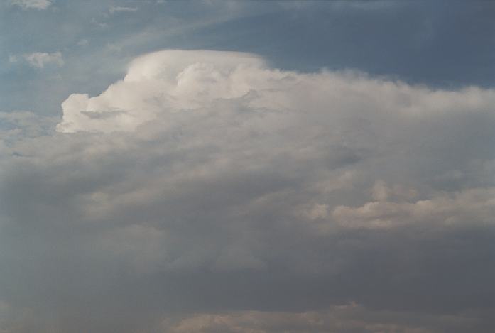 pileus pileus_cap_cloud : Schofields, NSW   19 March 2002