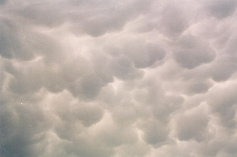 mammatus mammatus_cloud : McLeans Ridges, NSW   26 September 2003