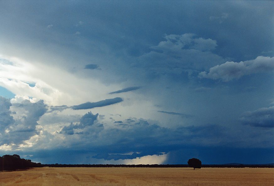 mammatus mammatus_cloud : N of Griffith, NSW   1 December 2003