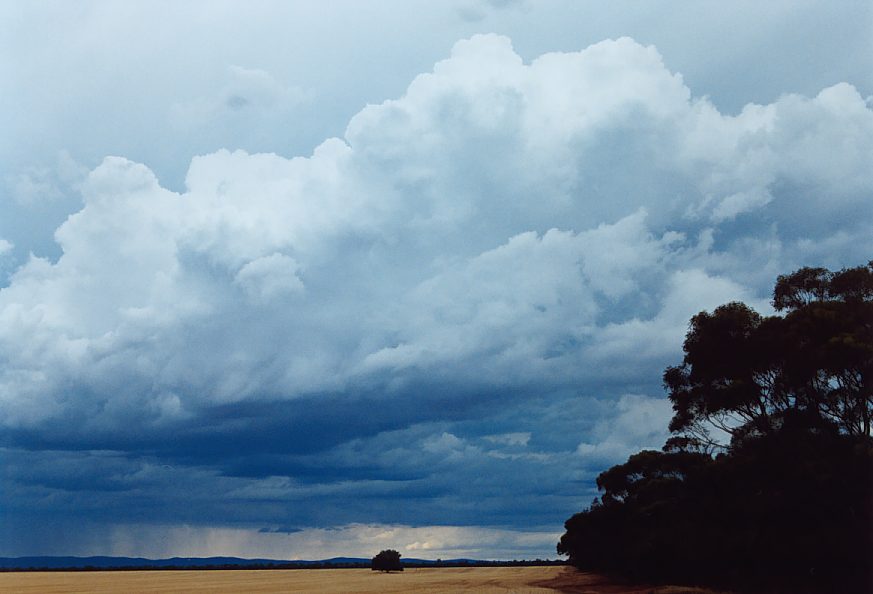 cumulus congestus : N of Griffith, NSW   1 December 2003