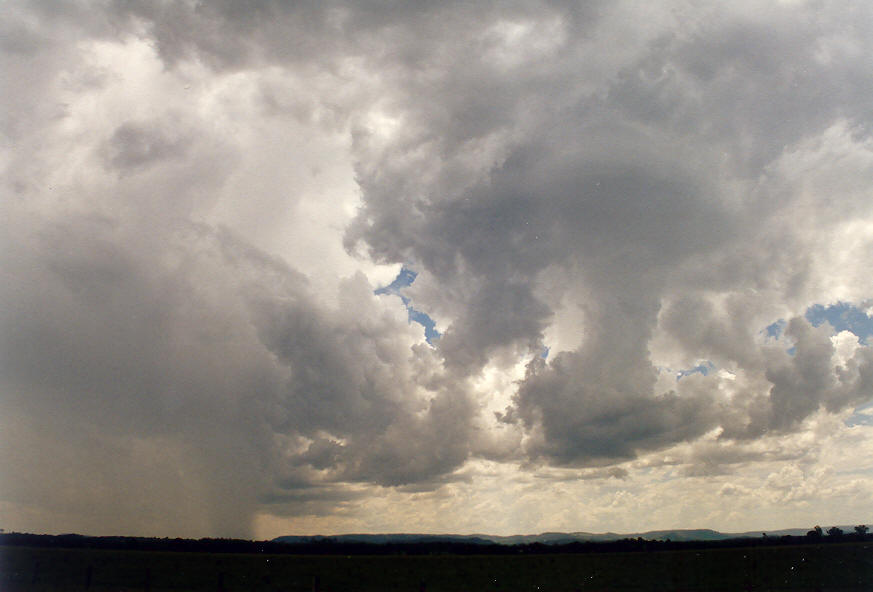 raincascade precipitation_cascade : Parrots Nest, NSW   24 January 2004