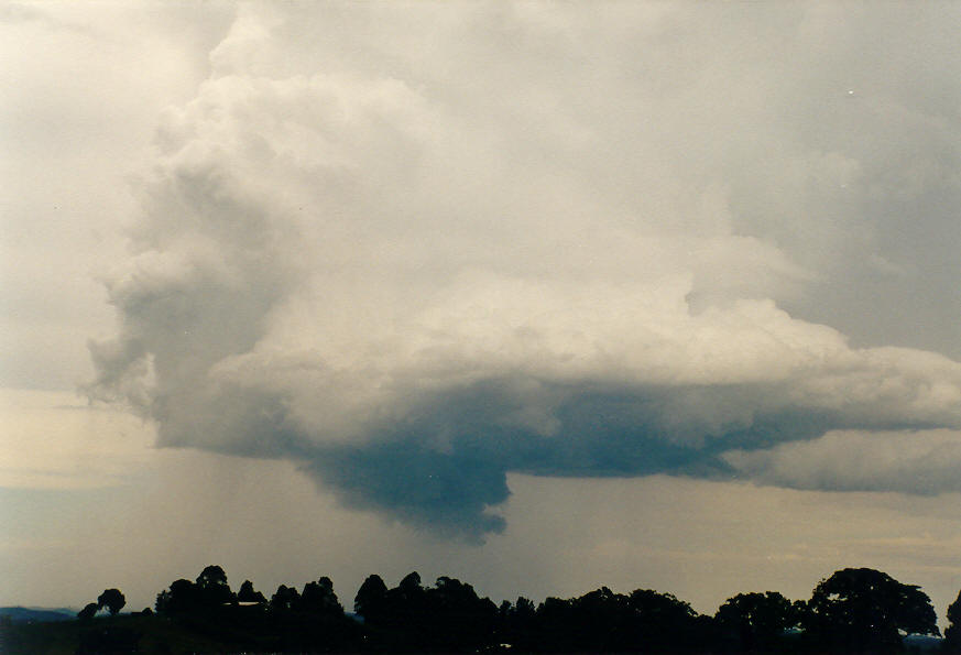 cumulus congestus : McLeans Ridges, NSW   30 January 2004