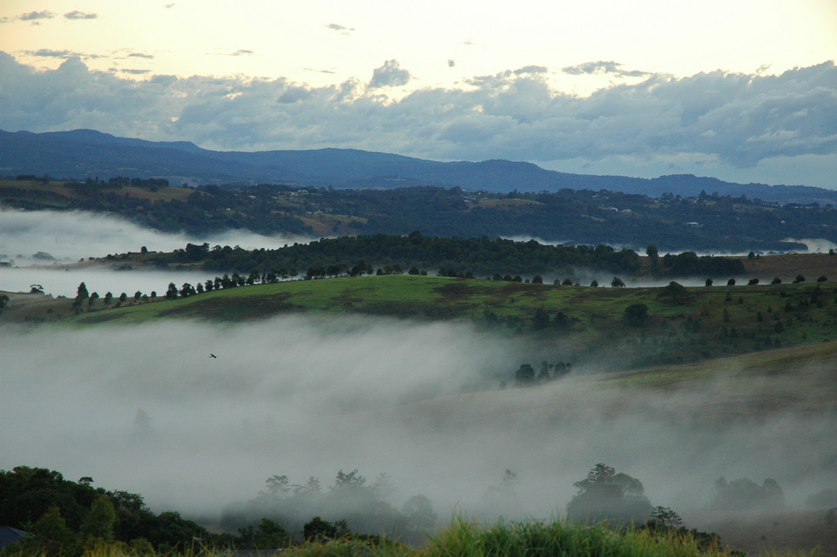 fogmist fog_mist_frost : McLeans Ridges, NSW   27 July 2004