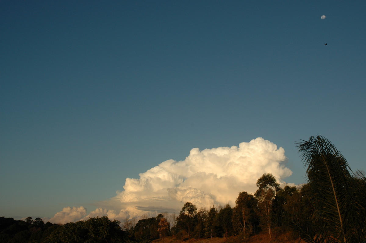 thunderstorm cumulonimbus_calvus : McLeans Ridges, NSW   29 July 2004