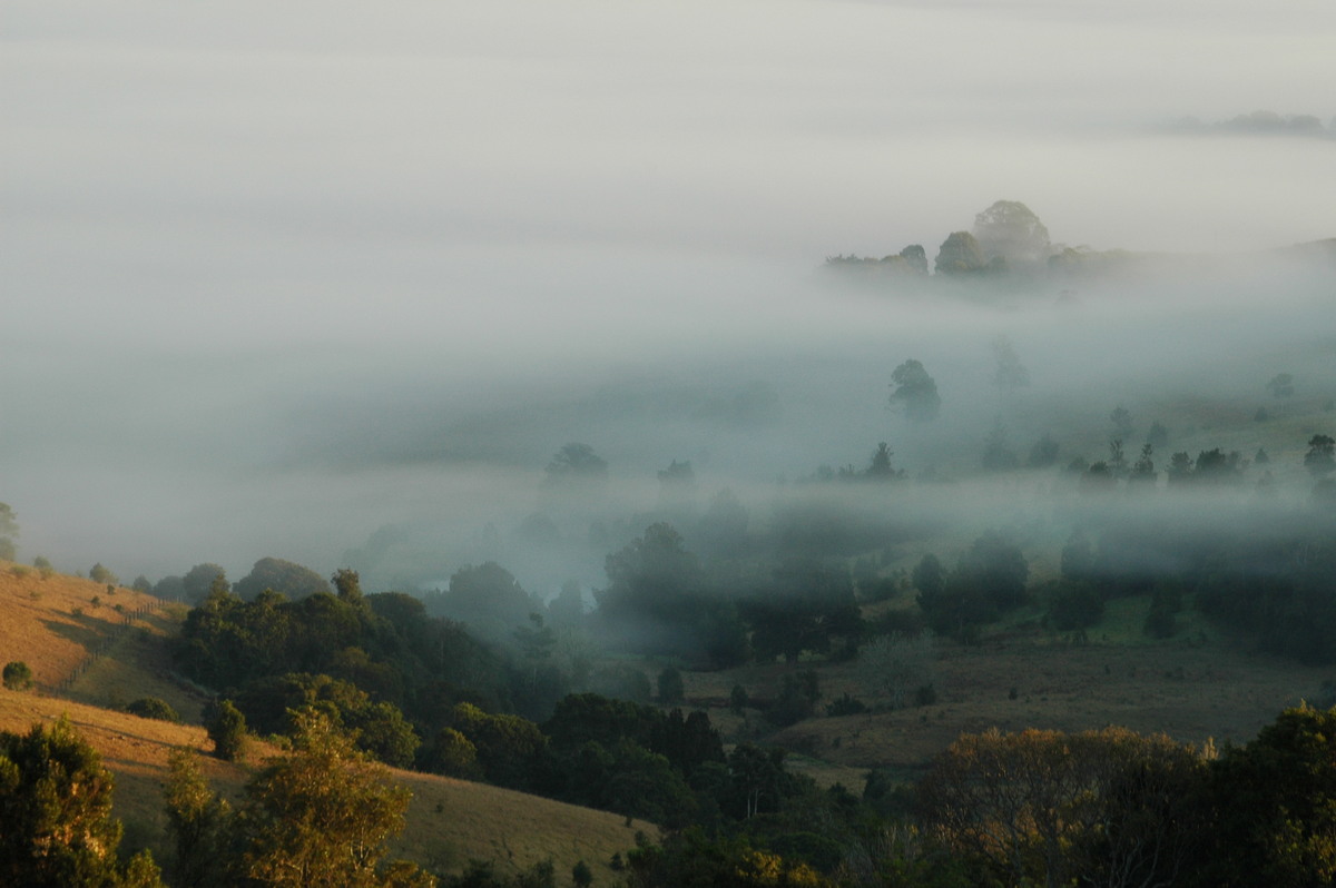 fogmist fog_mist_frost : McLeans Ridges, NSW   27 August 2004