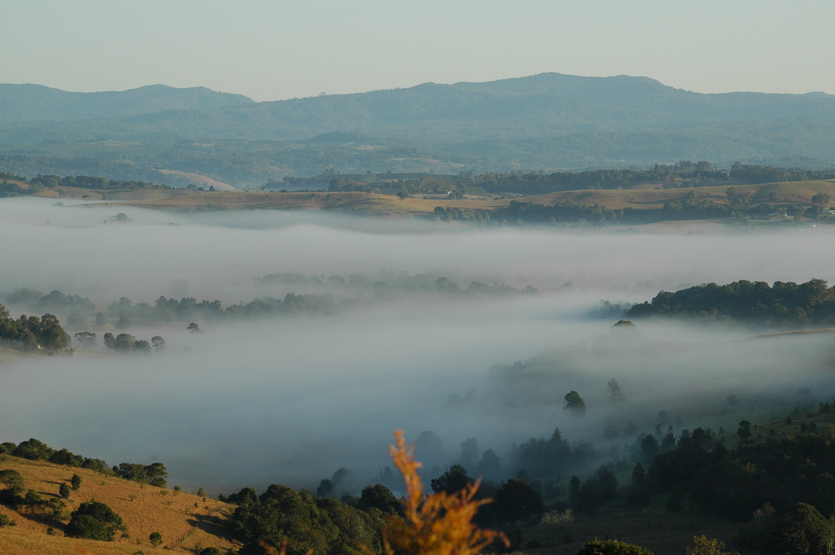 fogmist fog_mist_frost : McLeans Ridges, NSW   28 August 2004