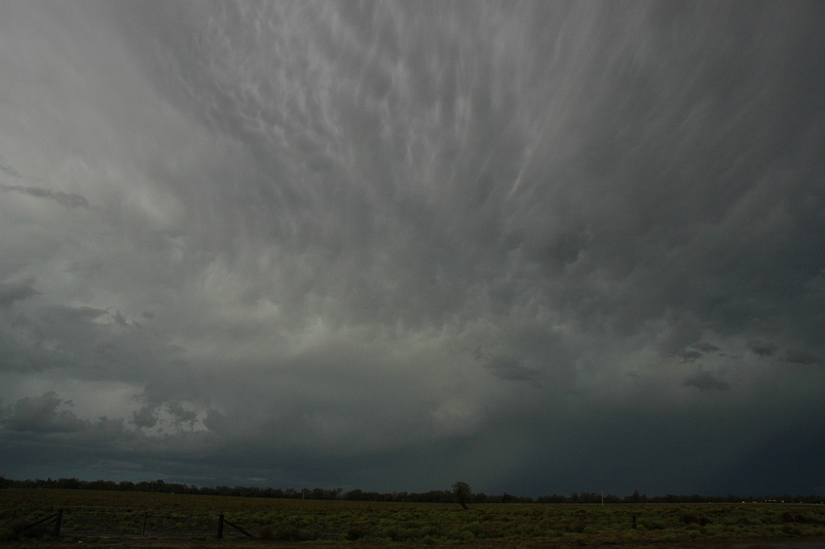 mammatus mammatus_cloud : Coonamble, NSW   7 December 2004