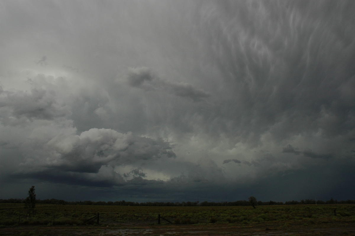 mammatus mammatus_cloud : Coonamble, NSW   7 December 2004