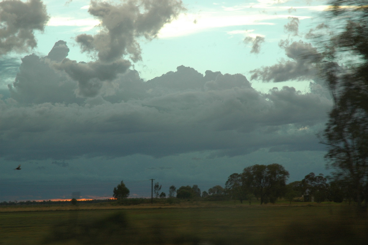 cumulus congestus : Coonamble, NSW   7 December 2004